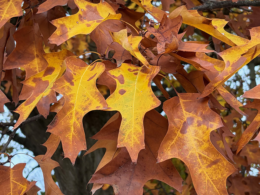 Autumn Oak